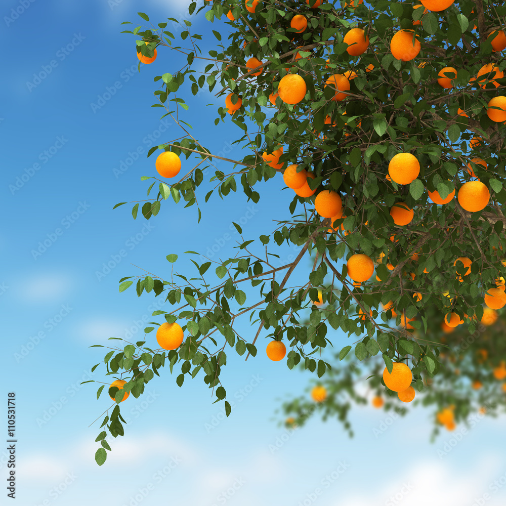 Orange tree Orange tree