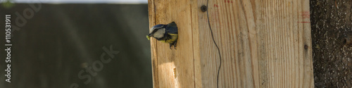 Blaumeise schaut aus Bruthäuschen, Langformat