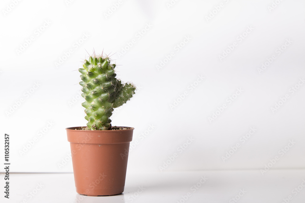 Tiny green cactus on a brown pot isolated on a white background Tiny green cactus on a brown pot isolated on a white background