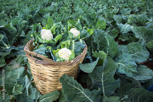 Cauliflower field photo