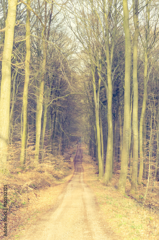 Obraz premium Waldweg 2