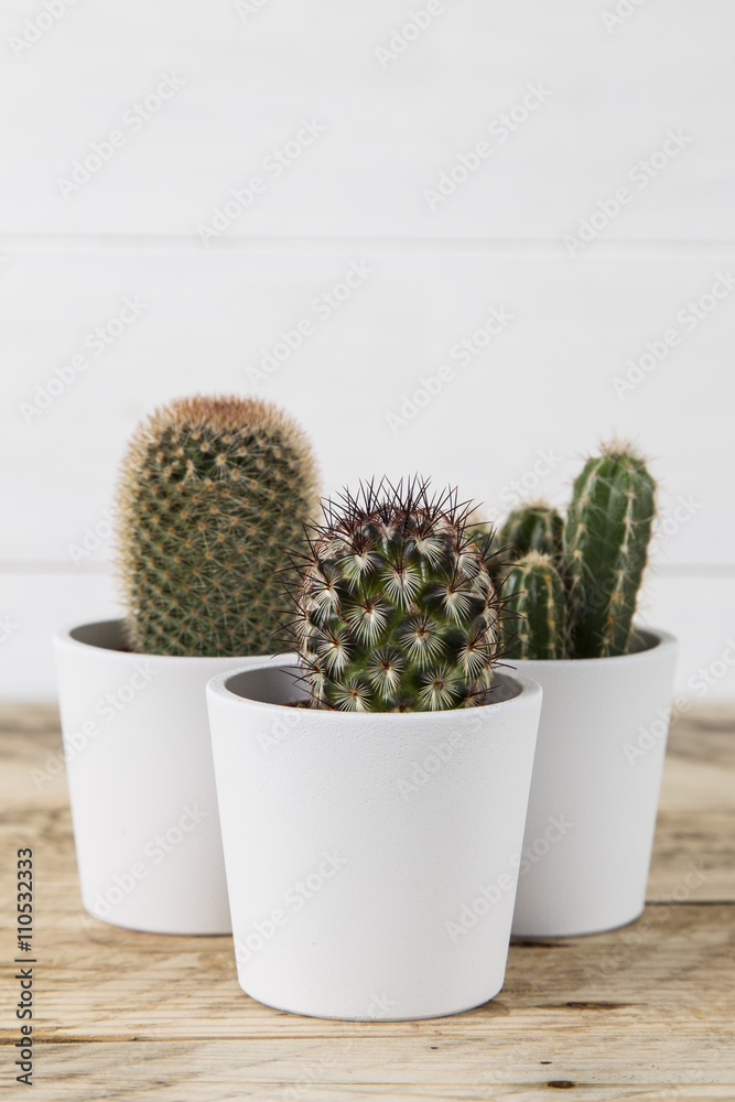 Cactus plant trio in white pots Cactus plant trio in white pots