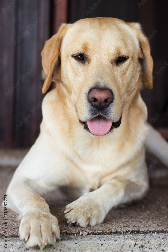 Yellow Lab Yellow Lab