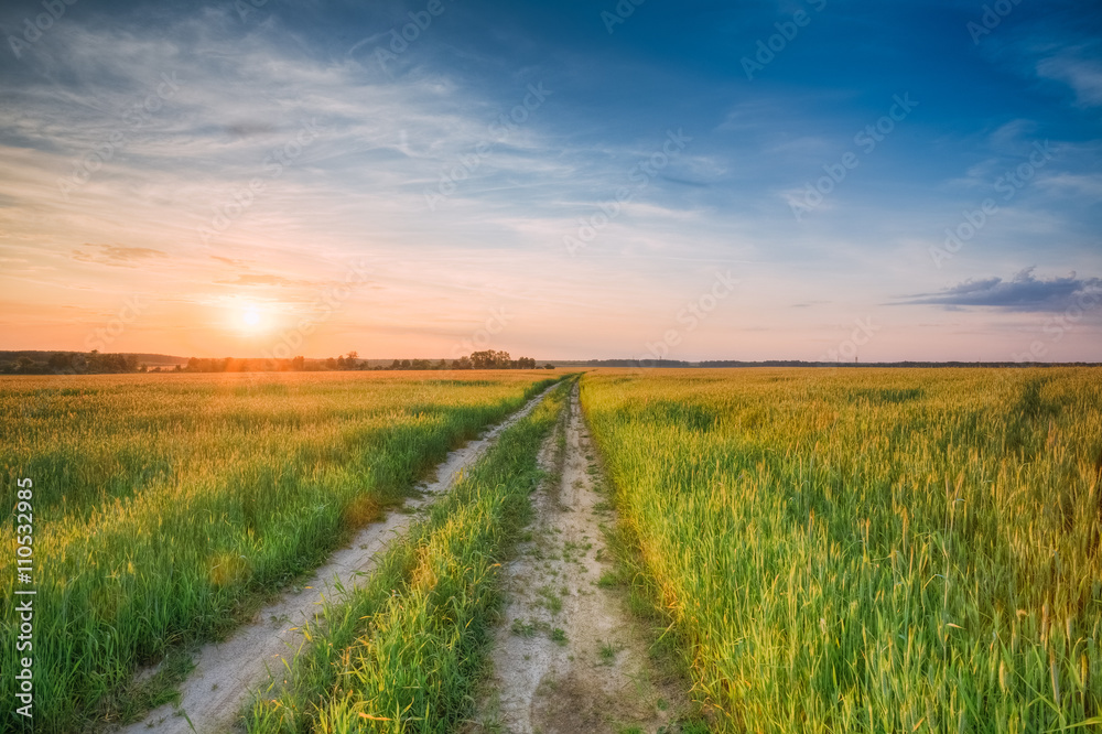 Obraz premium Rural Countryside Road Through Green Wheat Field. Spring Season.