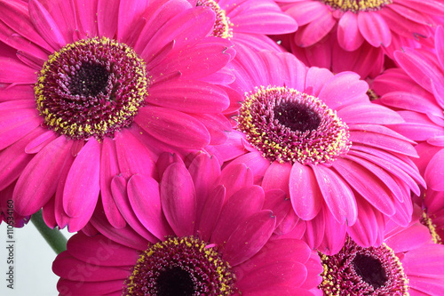 Pink Gerber Daisies