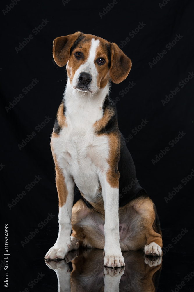 Mischlingshund Mischlingshund