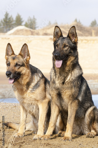 German shepherds dogs