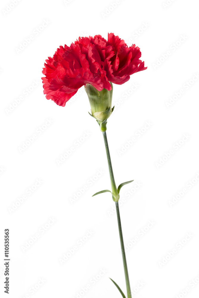 vertical image of red carnation vertical image of red carnation
