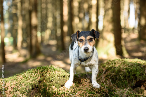 dog in the forest - Jack Russell Terrier