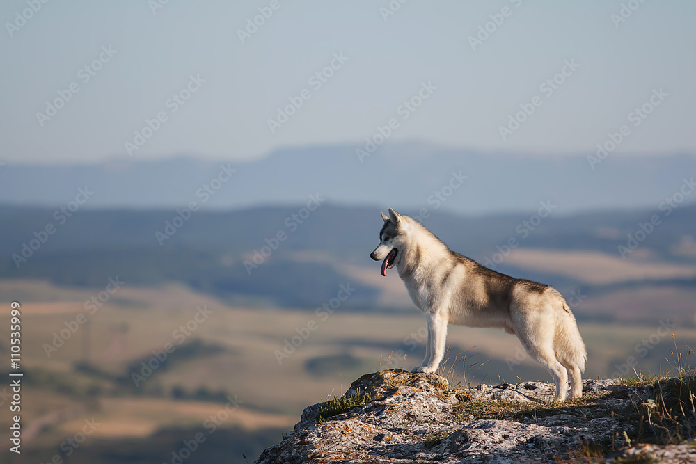 Husky in the mountains 8