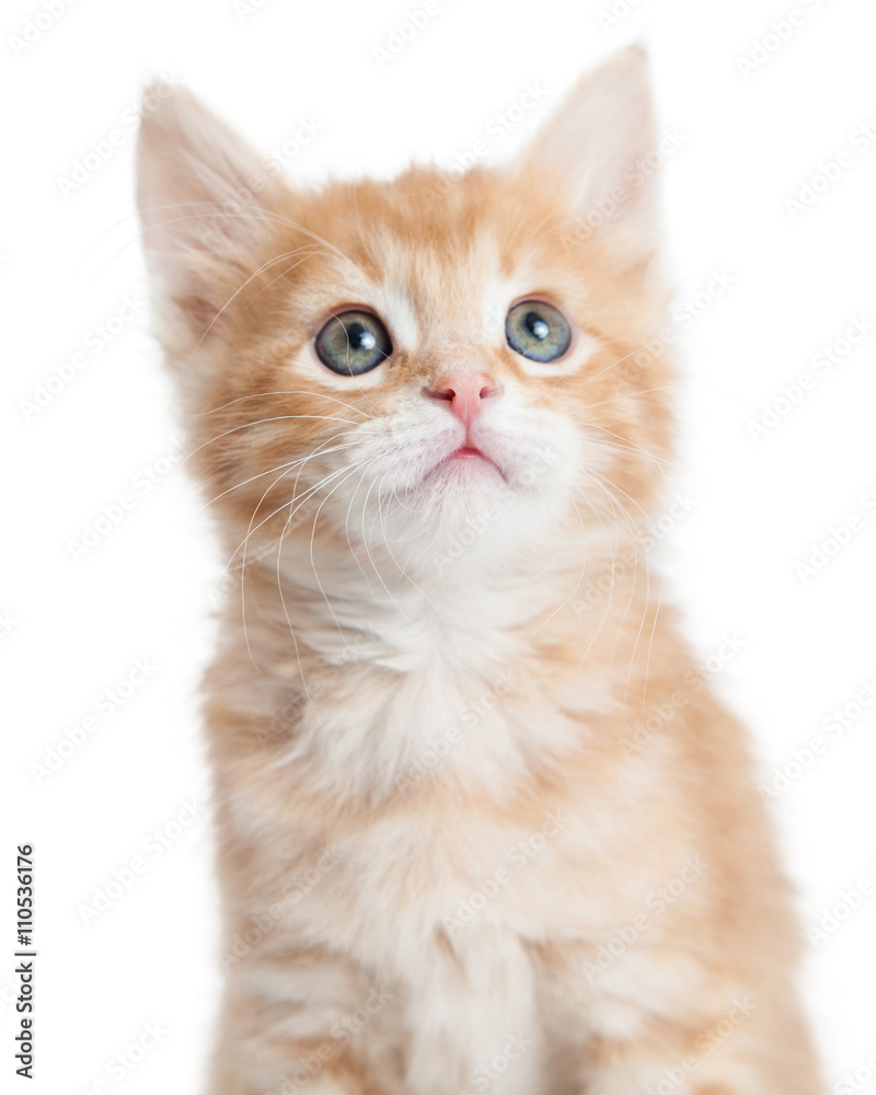 Closeup portrait cute orange tabby kitty