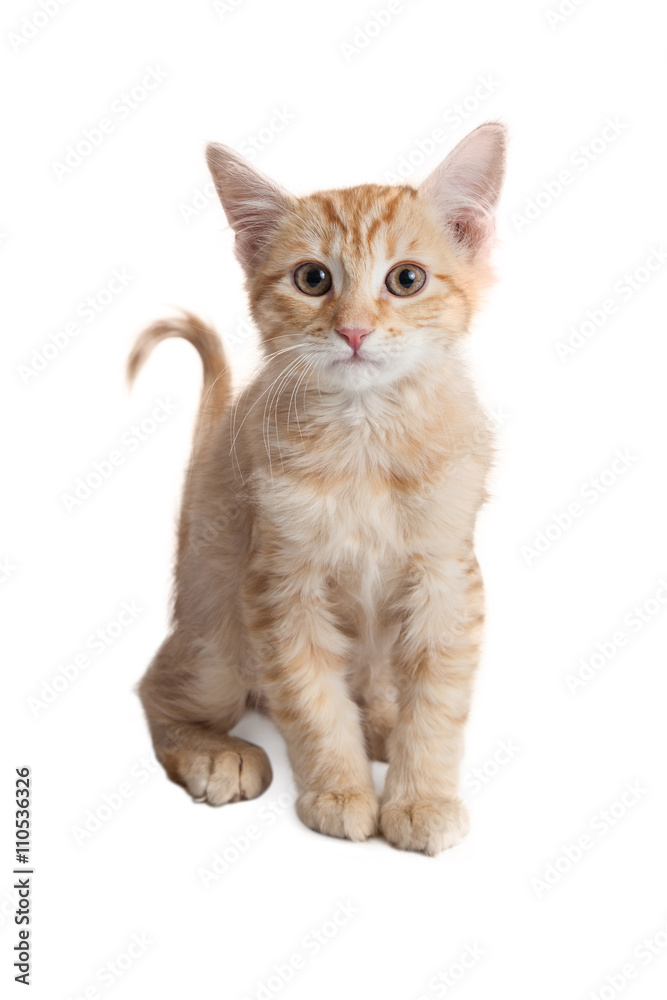 Cute Little Orange Kitten Over White