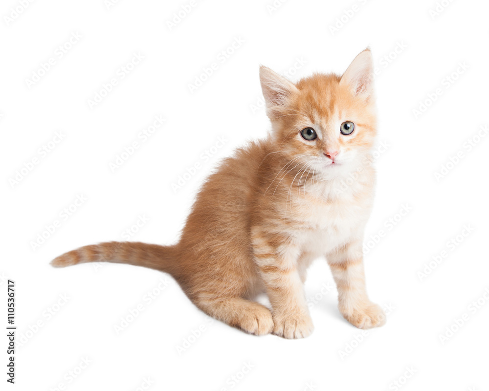 Orange tabby kitten sitting looking forward