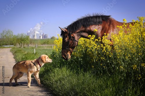 Retriever mit Pferd © Nadine Haase