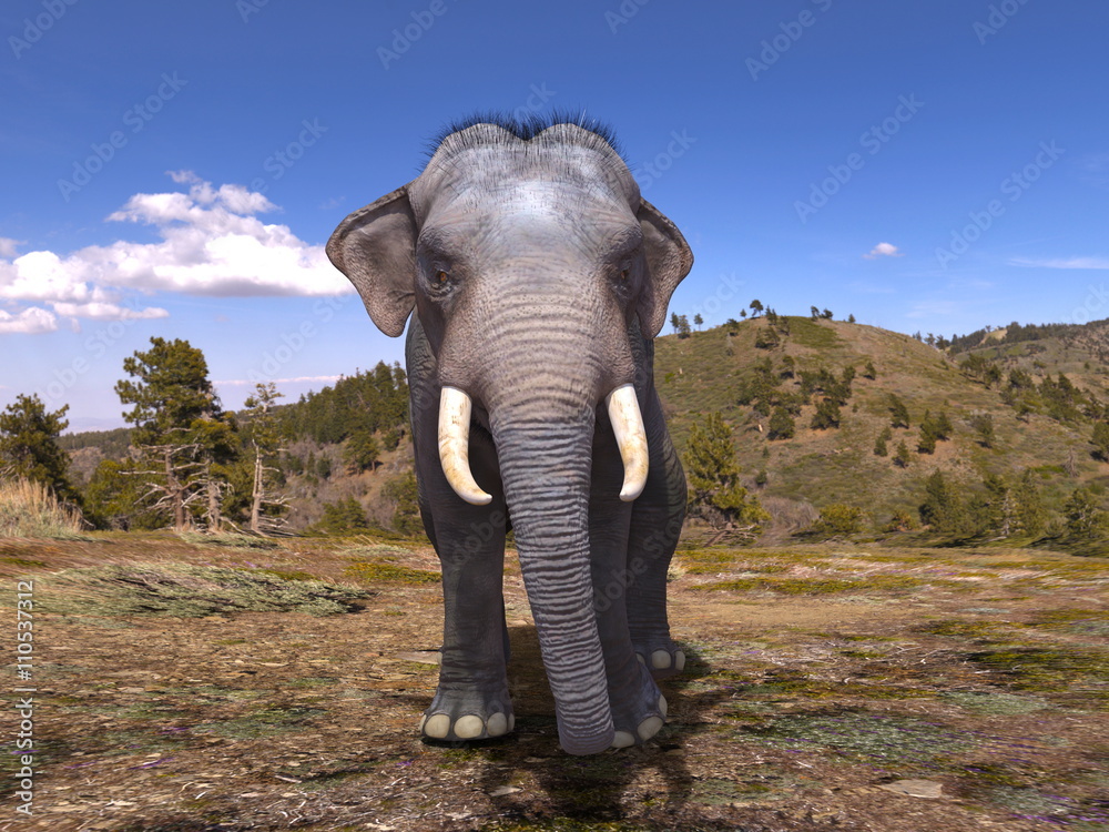 Obraz premium ゾウ