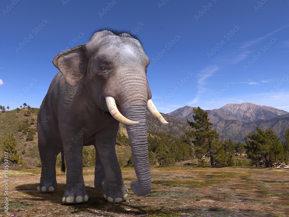 Obraz premium ゾウ