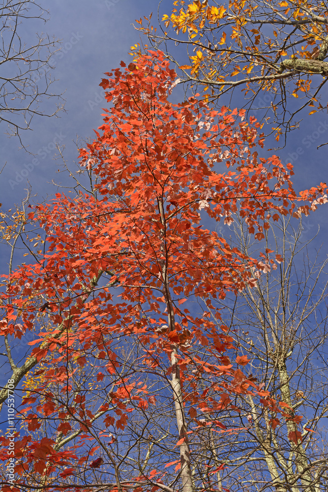 Red Maple in the Fall