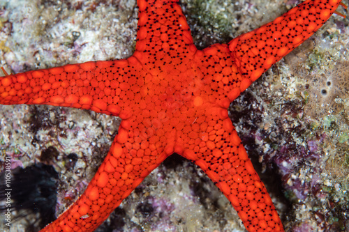 Red Starfish in Indonesia