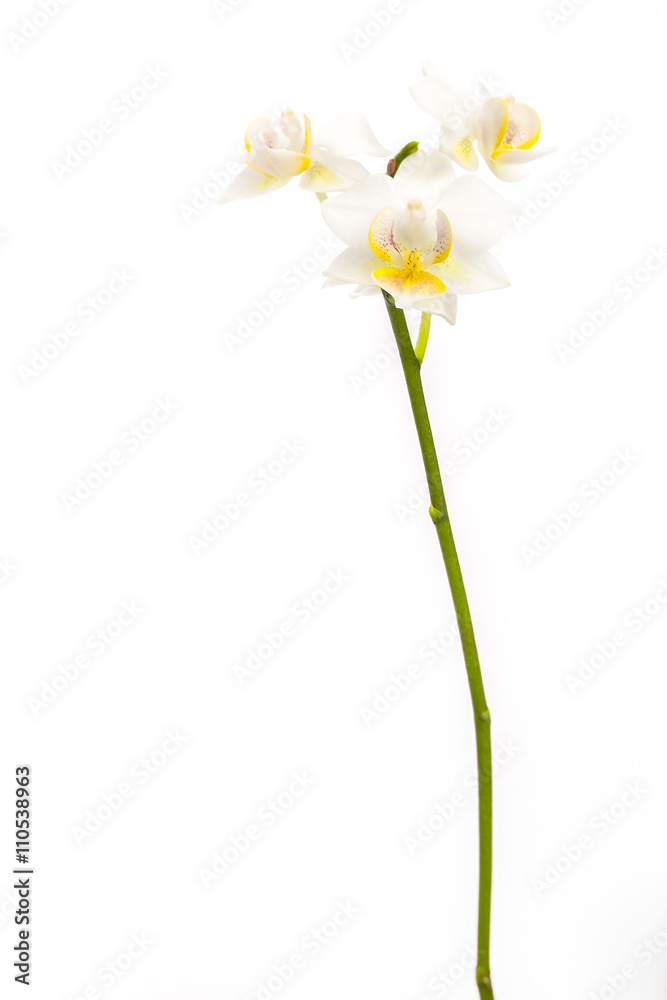 long stem of white orchids long stem of white orchids