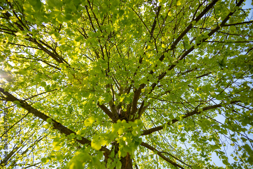 Obraz premium green tree with leaves