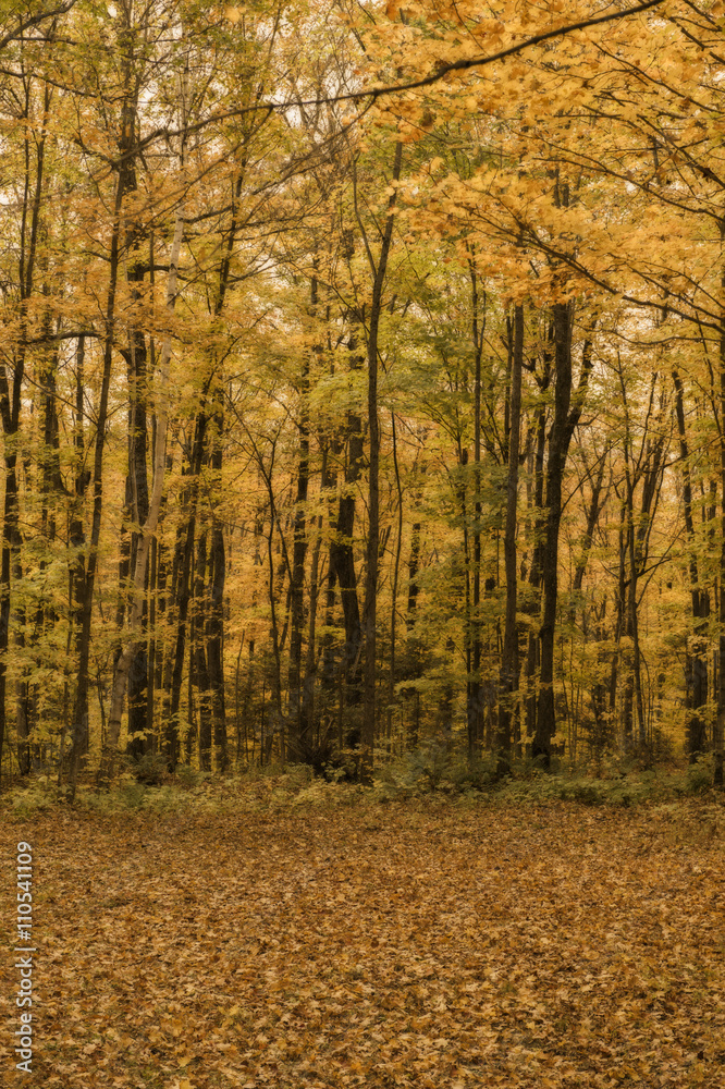 Obraz premium fall color in the forest of haliburton ontario canada