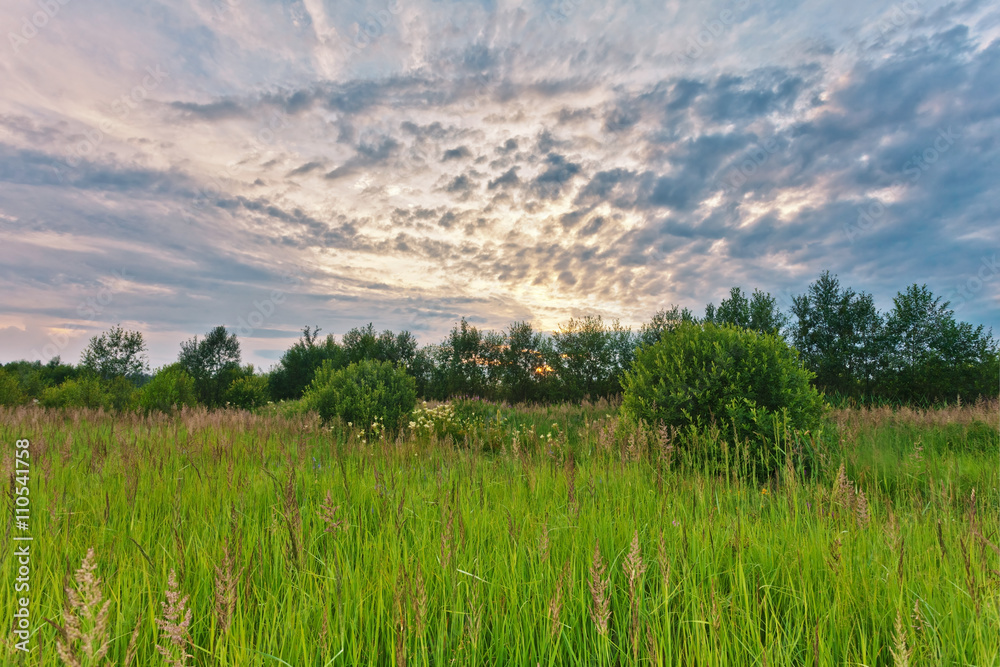 Fototapeta premium Sunset in summer field