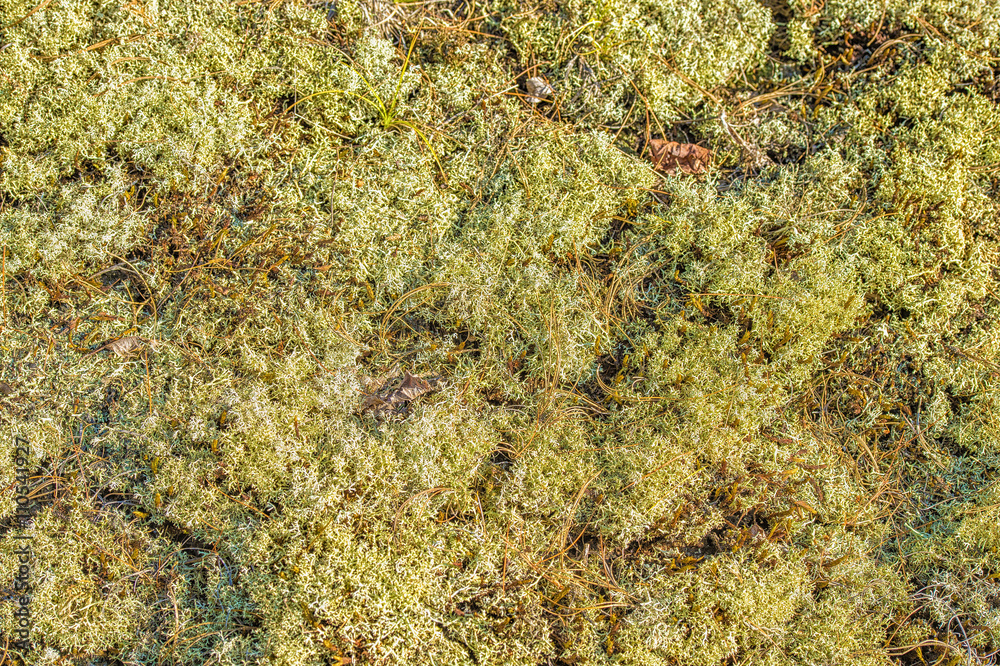 moss background texture moss background texture