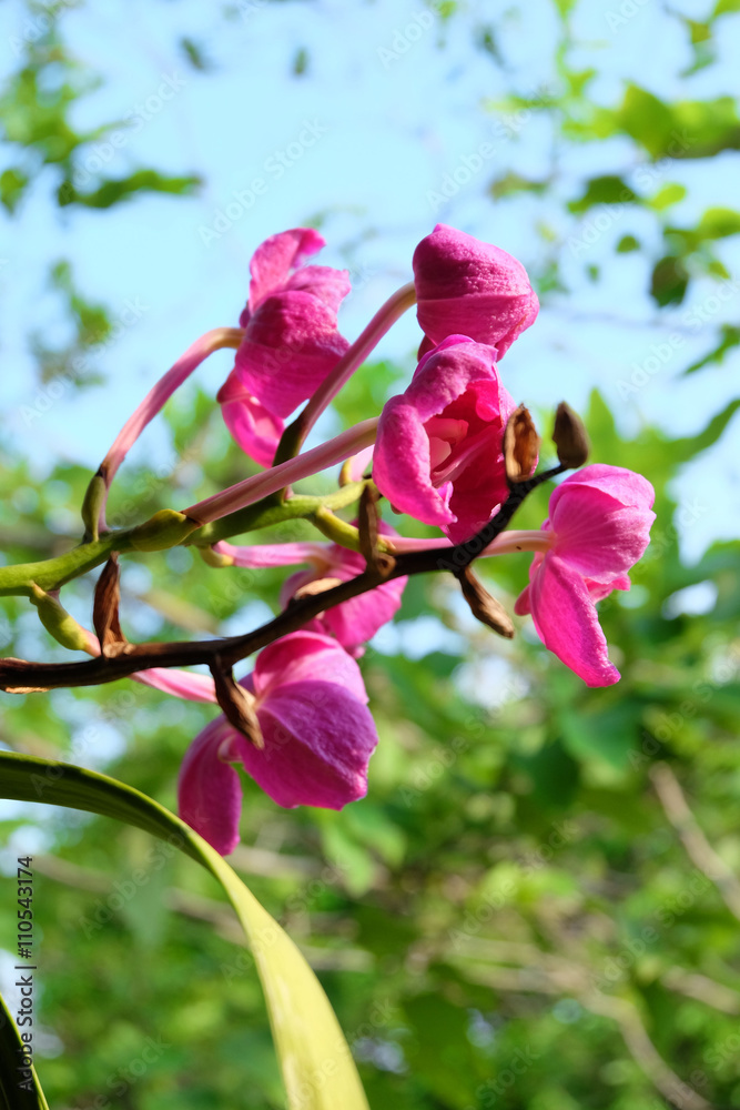 orchid