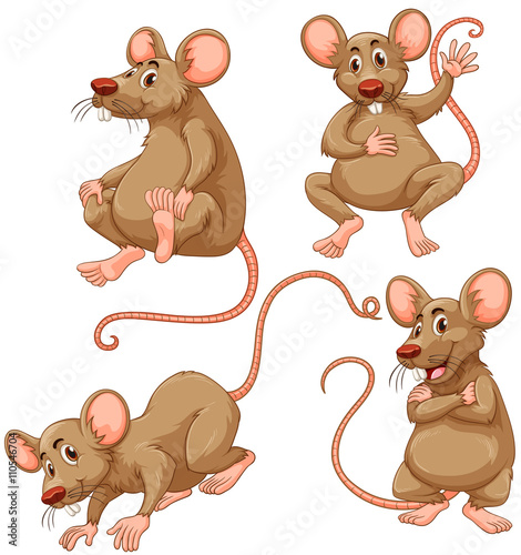 Four brown mouse on white background
