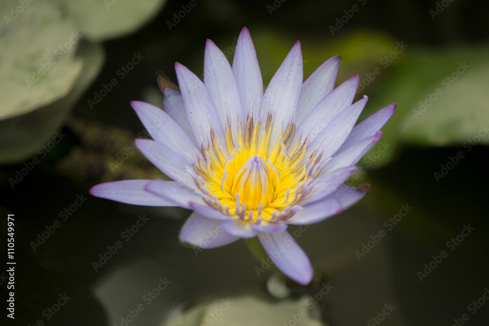 lotus blossoms or water lily flowers blooming on pond lotus blossoms or water lily flowers blooming on pond