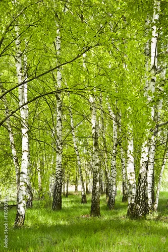 Obraz Brzozowy zagajnik wczesną wiosną w pogodny dzień. Młode brzozy z młodymi zielonymi liśćmi w świetle słońca.