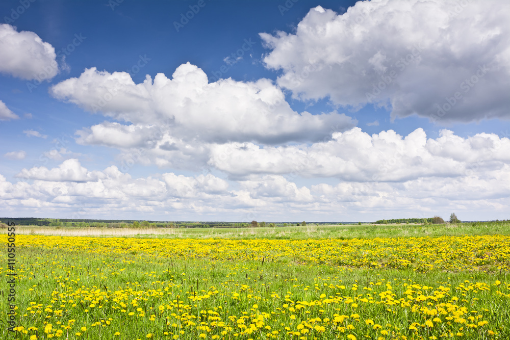 Naklejka premium Krajobraz z mleczami, łąkami i chmurami na błękitnym niebie. Wiejski krajobraz wczesną wiosną w pogodny dzień.
