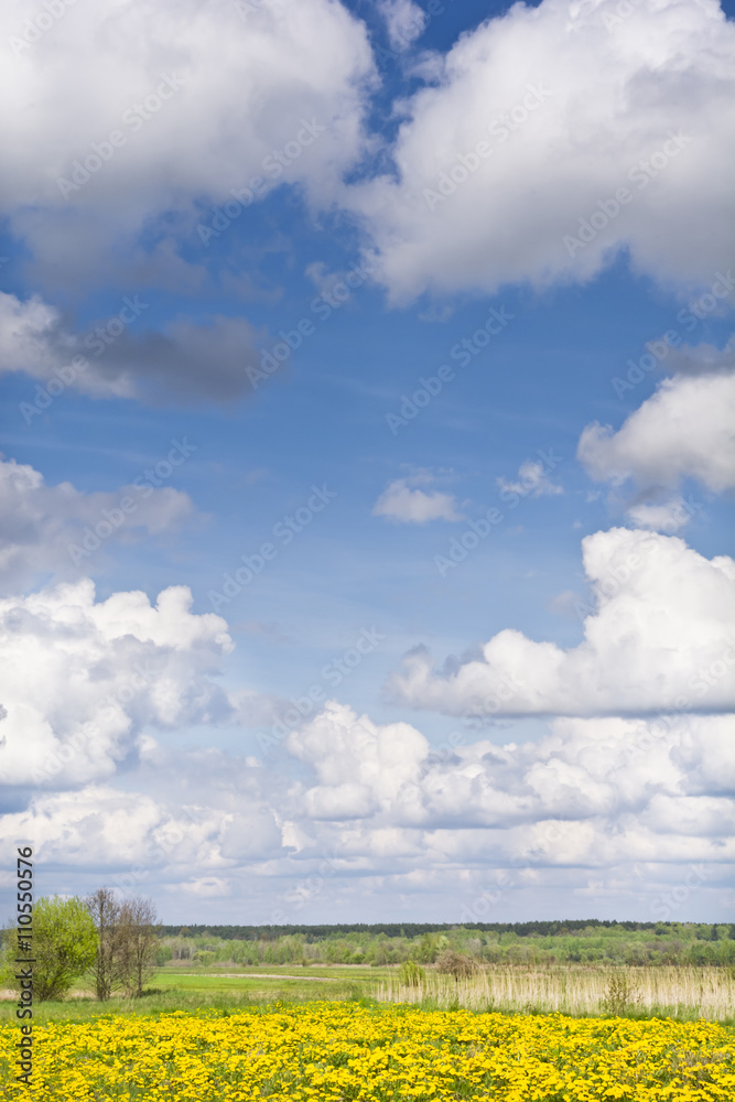 Obraz premium Krajobraz z mleczami, łąkami i chmurami na błękitnym niebie. Wiejski krajobraz wczesną wiosną w pogodny dzień.