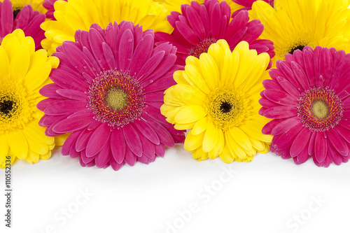 close up view of  pink and yellow daisies