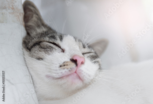 Close up sleeping Thai Cat, Sleeping Time, Thai Cat