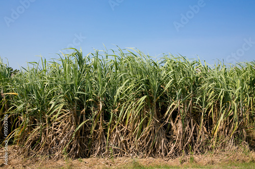 Sugar cane field in blue sky