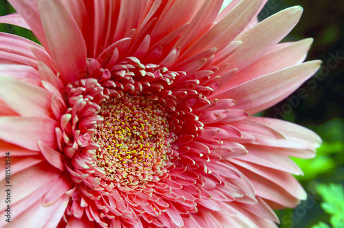 Gerbera flower in the garden close up. Floral background.