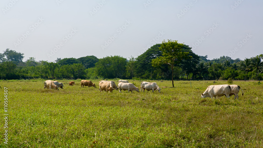 Obraz premium Cows grazing on a green summer meadow