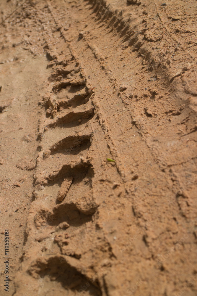 Low angle view vertical CU muddy jungle road with knobbed tire tracks heading straight Low angle view vertical CU muddy jungle road with knobbed tire tracks heading straight