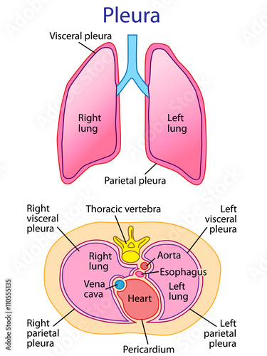 human lungs anatomy vector