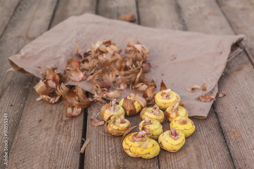 Gladiolus bulbs on a wooden table
