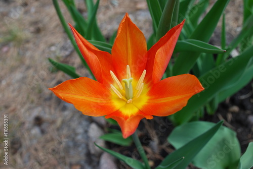 Orange tulip  Tulips lily-flowering  blossom. Springtime.