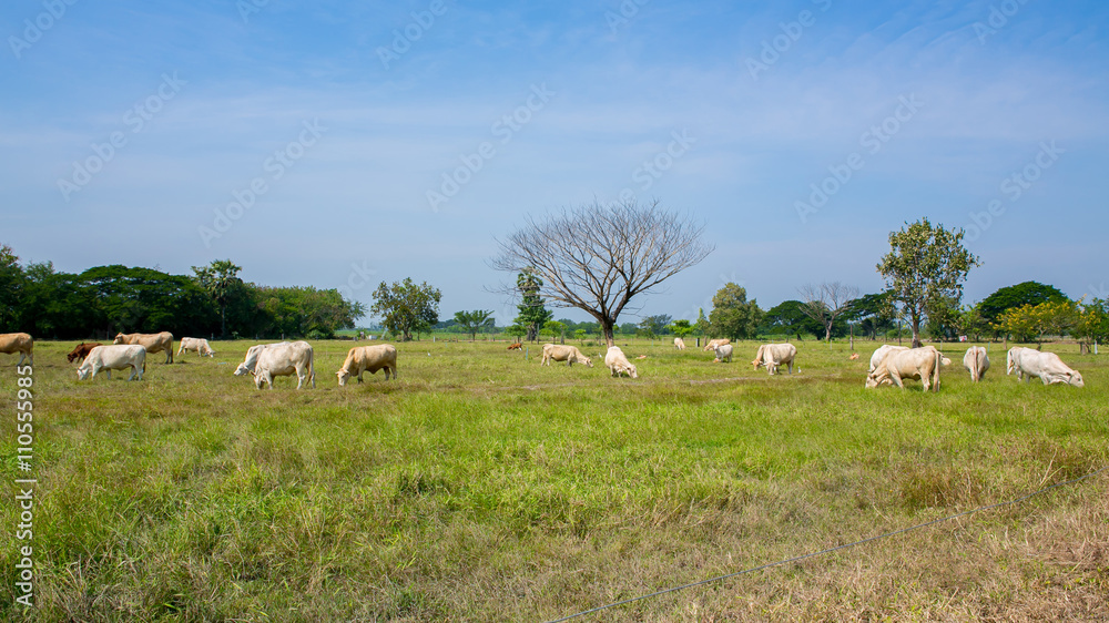 Cows grazing on a green summer meadow