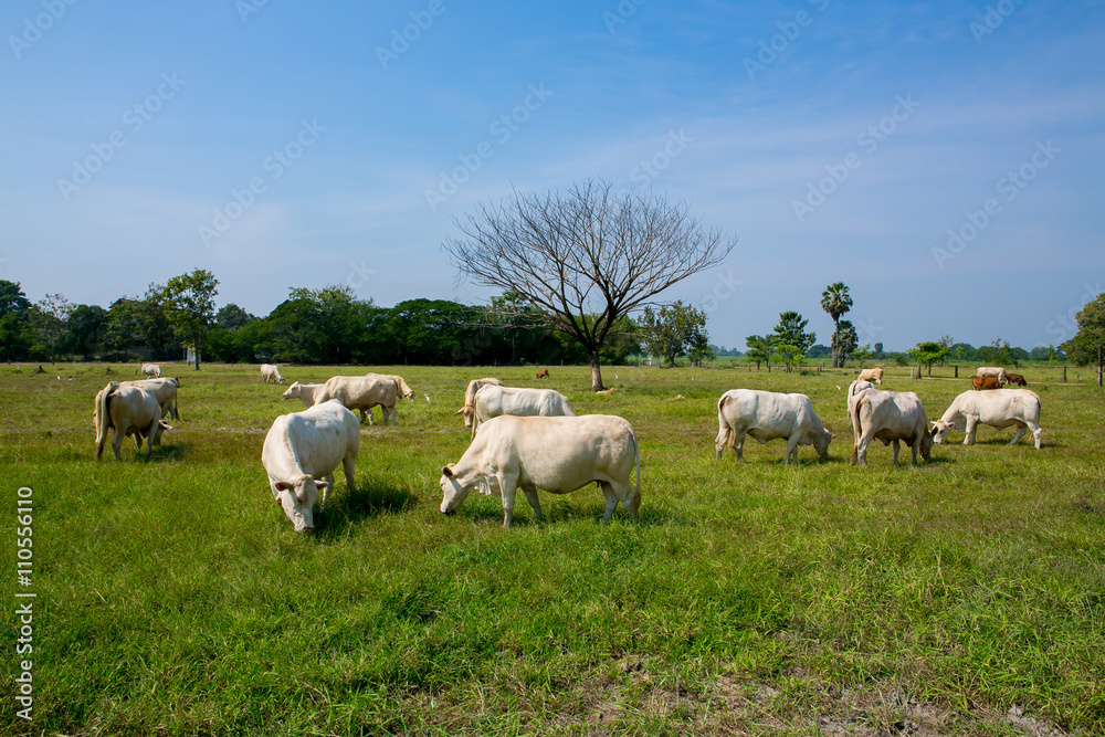 Cows grazing on a green summer meadow