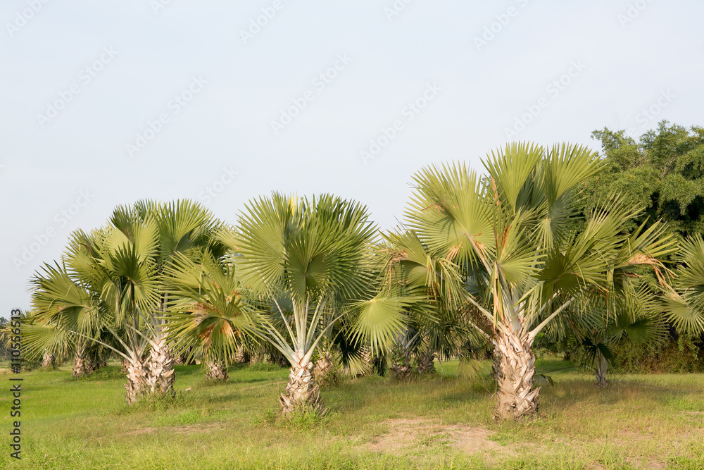 Obraz premium Palm tree