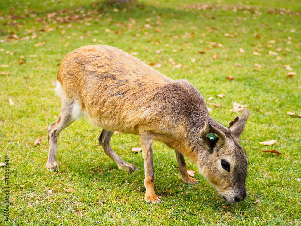 Fototapeta premium マーラ