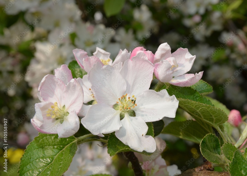 Apfelbaumblüten makro Apfelbaumblüten makro