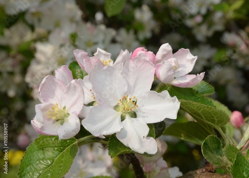 Apfelbaumblüten makro