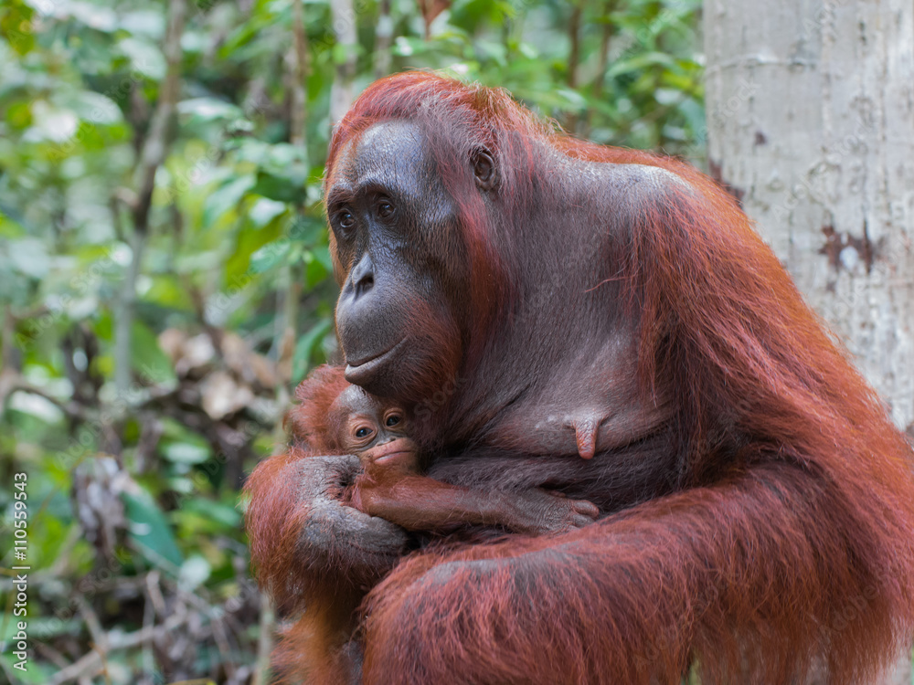Mama orangutan holding her baby in the jungles of Indonesia (Borneo / Kalimantan) Mama orangutan holding her baby in the jungles of Indonesia (Borneo / Kalimantan)
