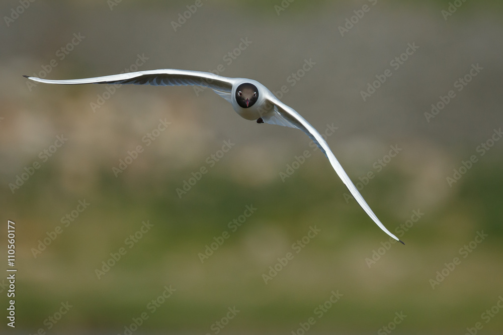 The black-headed gull (Chroicocephalus ridibundus) mating